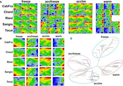 Machine learning extracts marks of thiamine’s role in cold acclimation in the transcriptome of Vitis vinifera